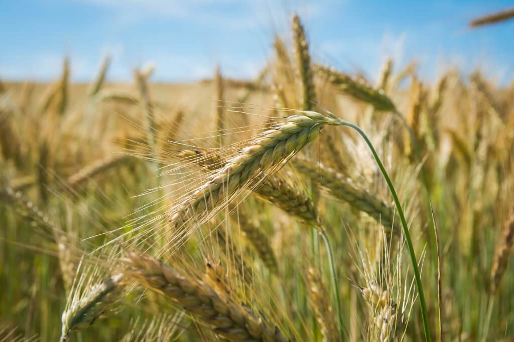 close-up of wheat heads in a field