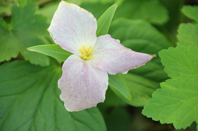 Trillium flower