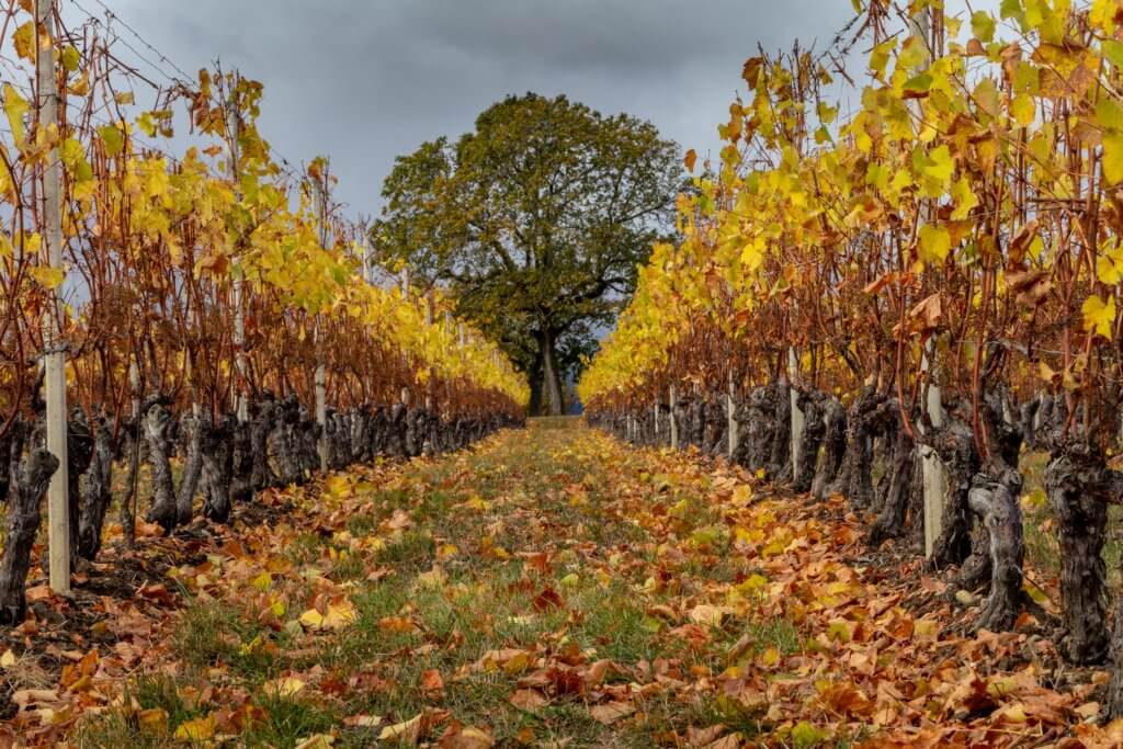 photo of vineyards in autumn; Photo by Oleg Demakov on Unsplash