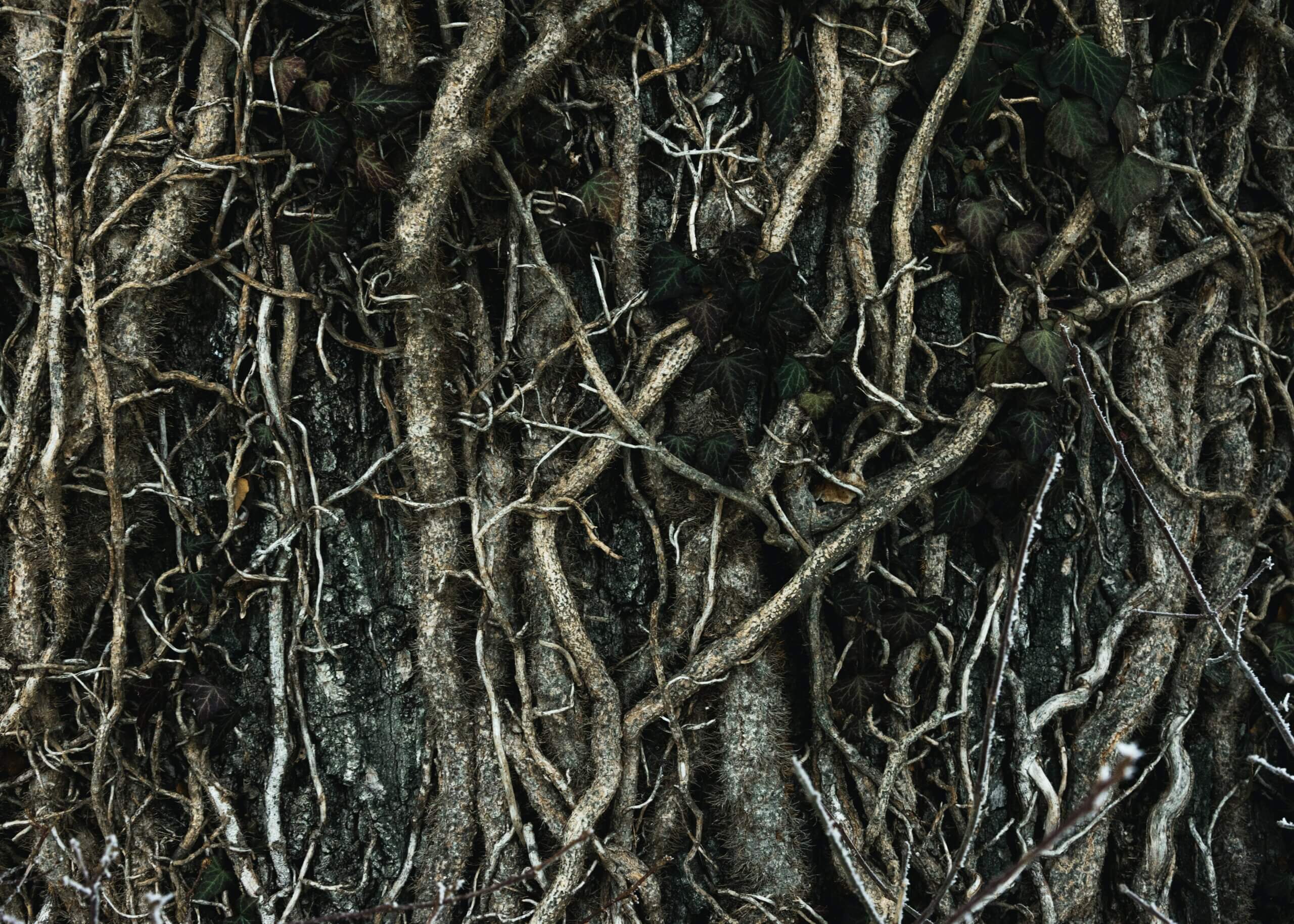 Photo of tree roots by Camille Brodard