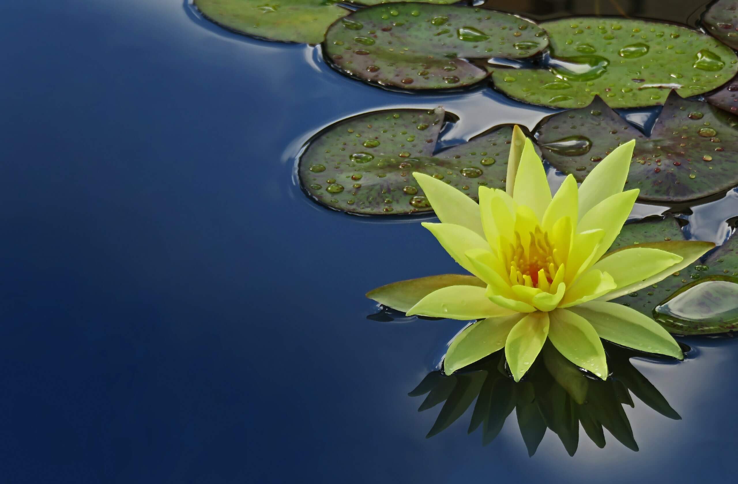 yeloow lily and green lilypads on a deep blue lake