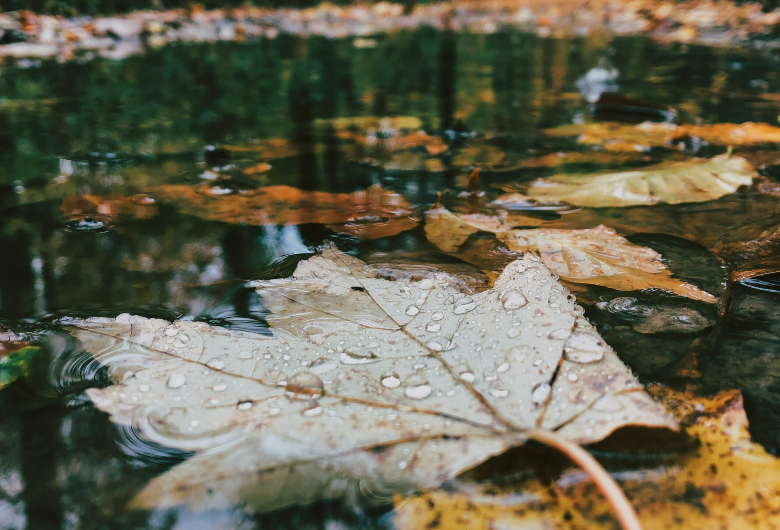 Photo of wet leaves by Aaron Burden on Unsplash