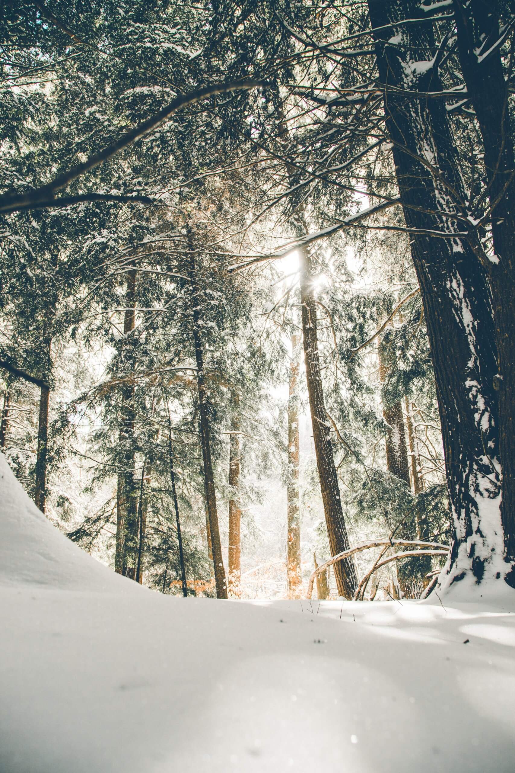 a snowy woodland path