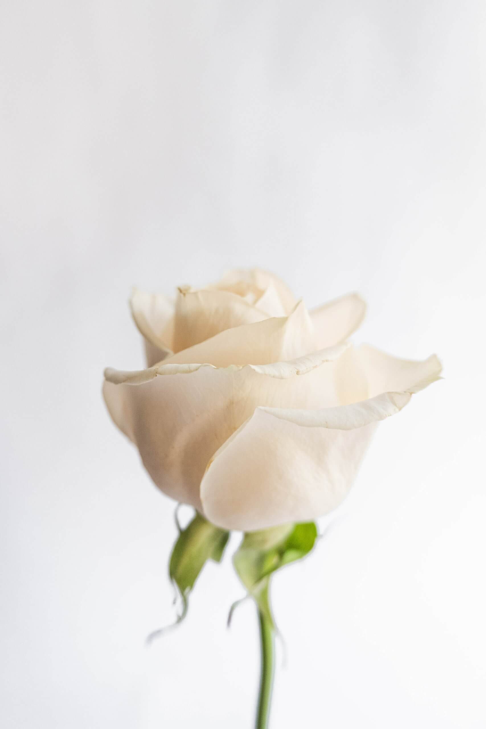 a white rose