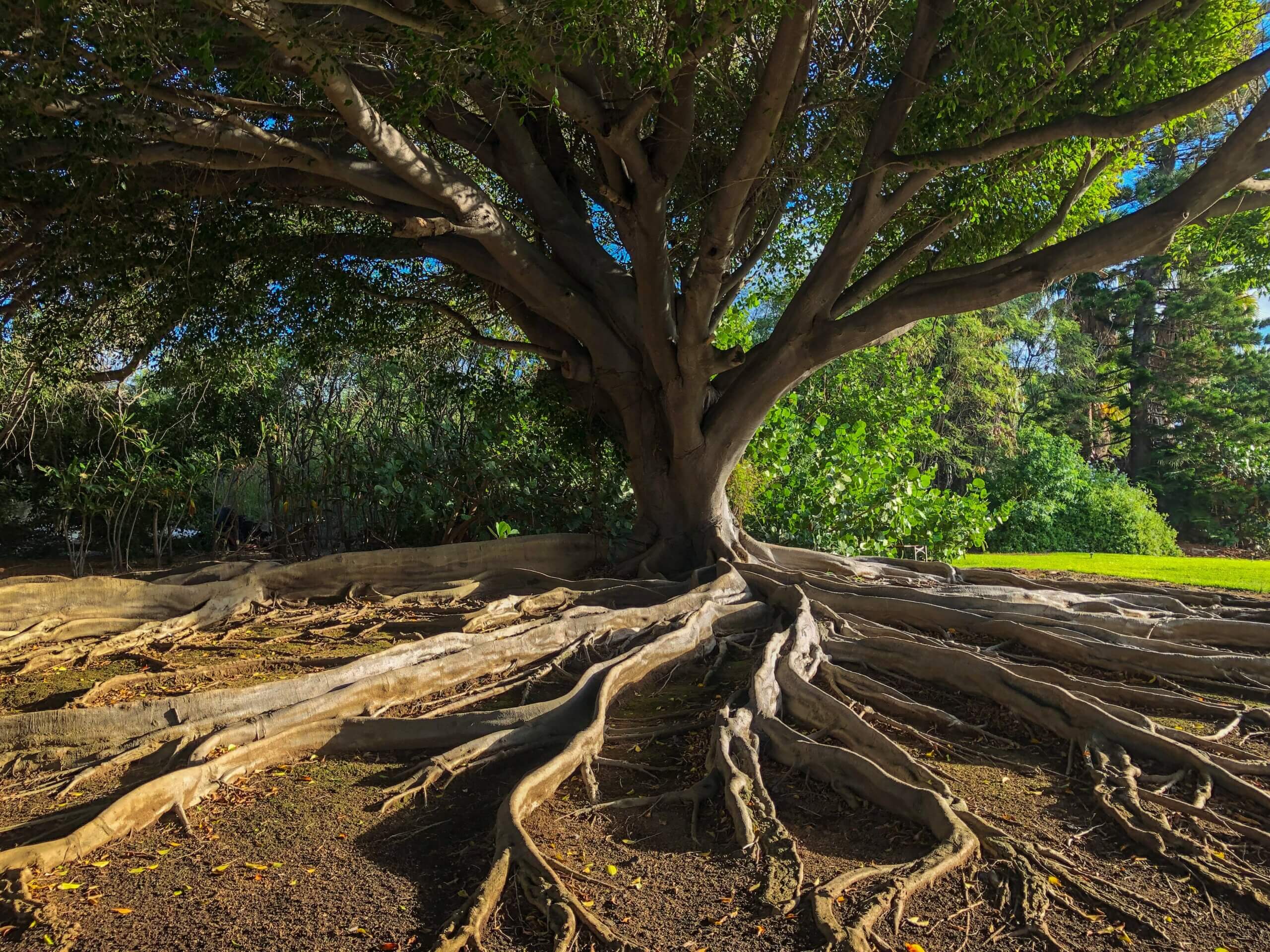 a tree reaches up from its beautifully exposed roots