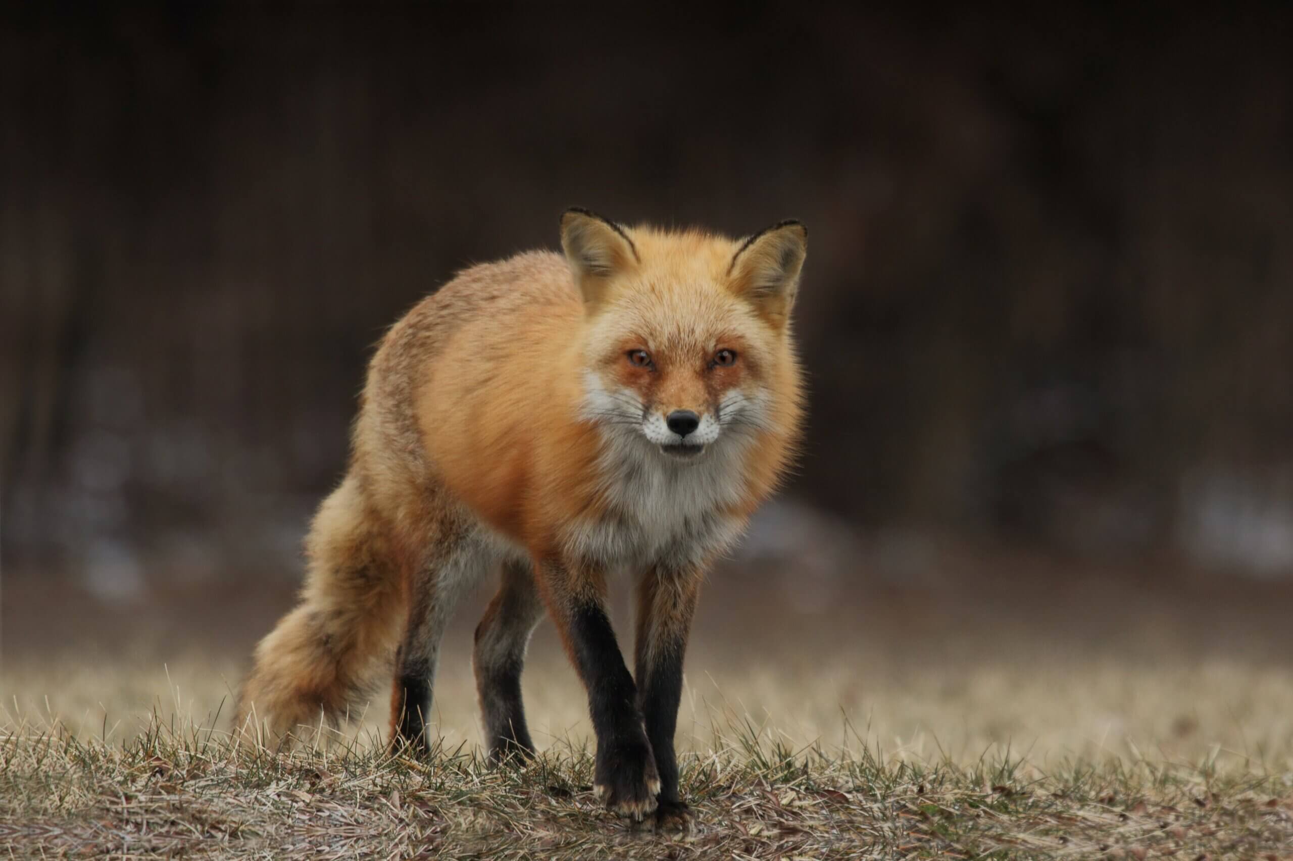 a red fox looks toward us