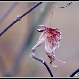 Close-up of a beautifully crumpled red leaf hanging from a branch in winter.