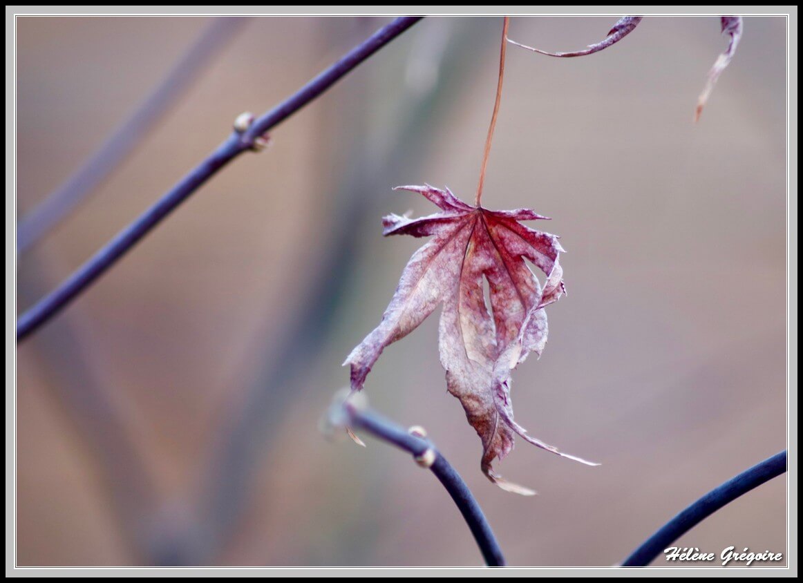 Close-up of a beautifully crumpled red leaf hanging from a branch in winter.