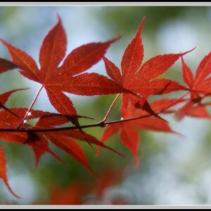lobed red leaves pictured against a blue and green sky