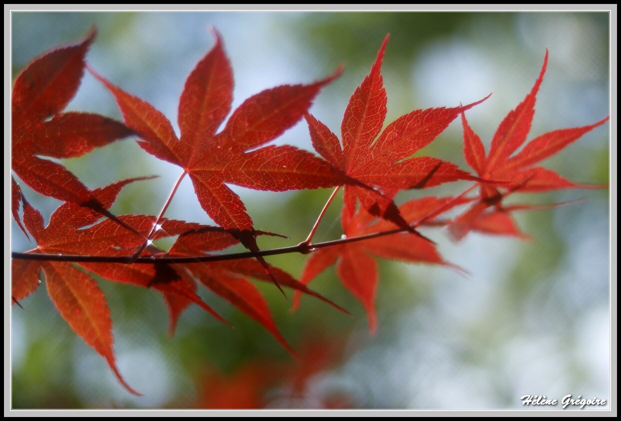 lobed red leaves pictured against a blue and green sky