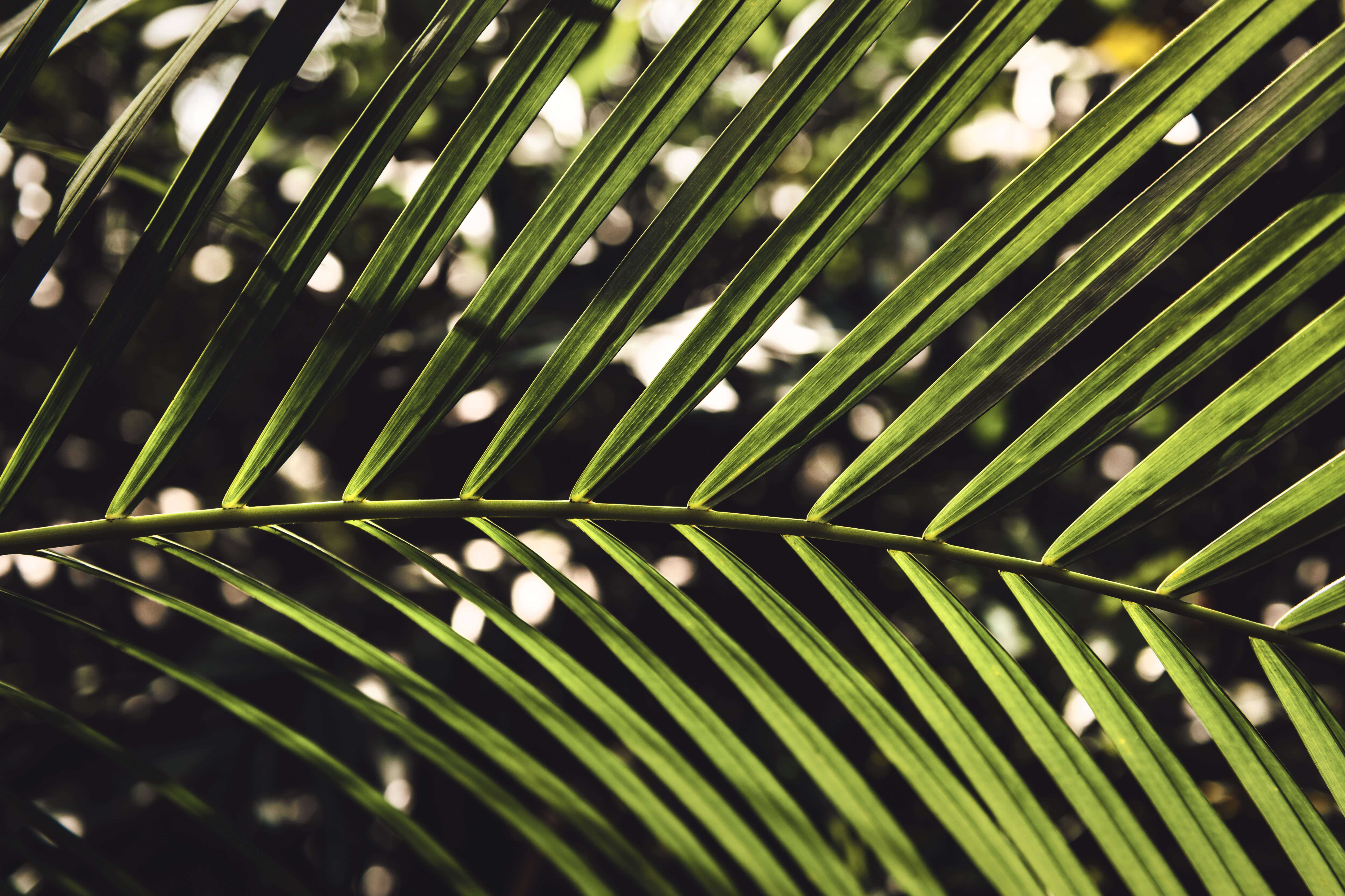 close up photograph of palm fronds